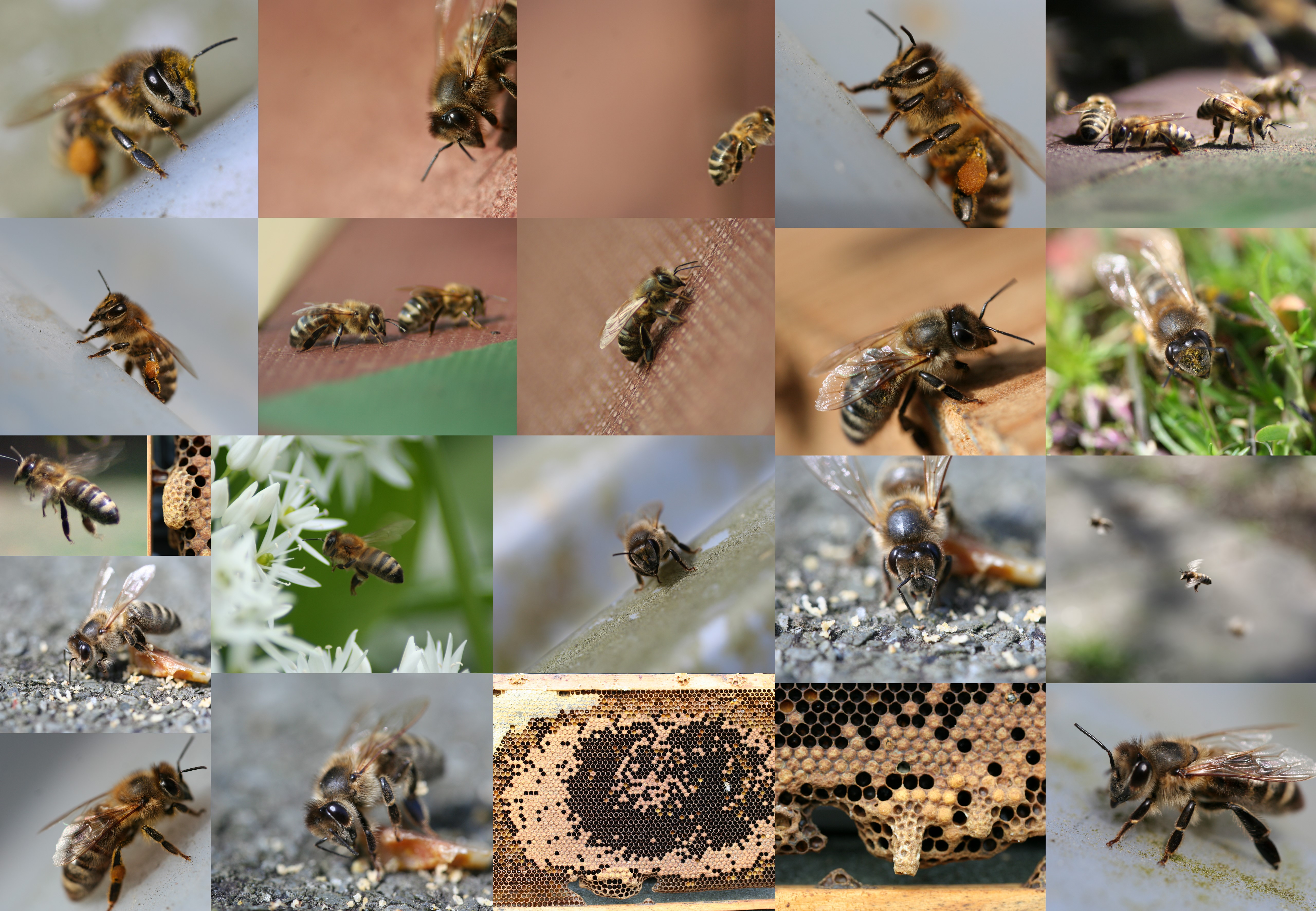Bilder von Bienen