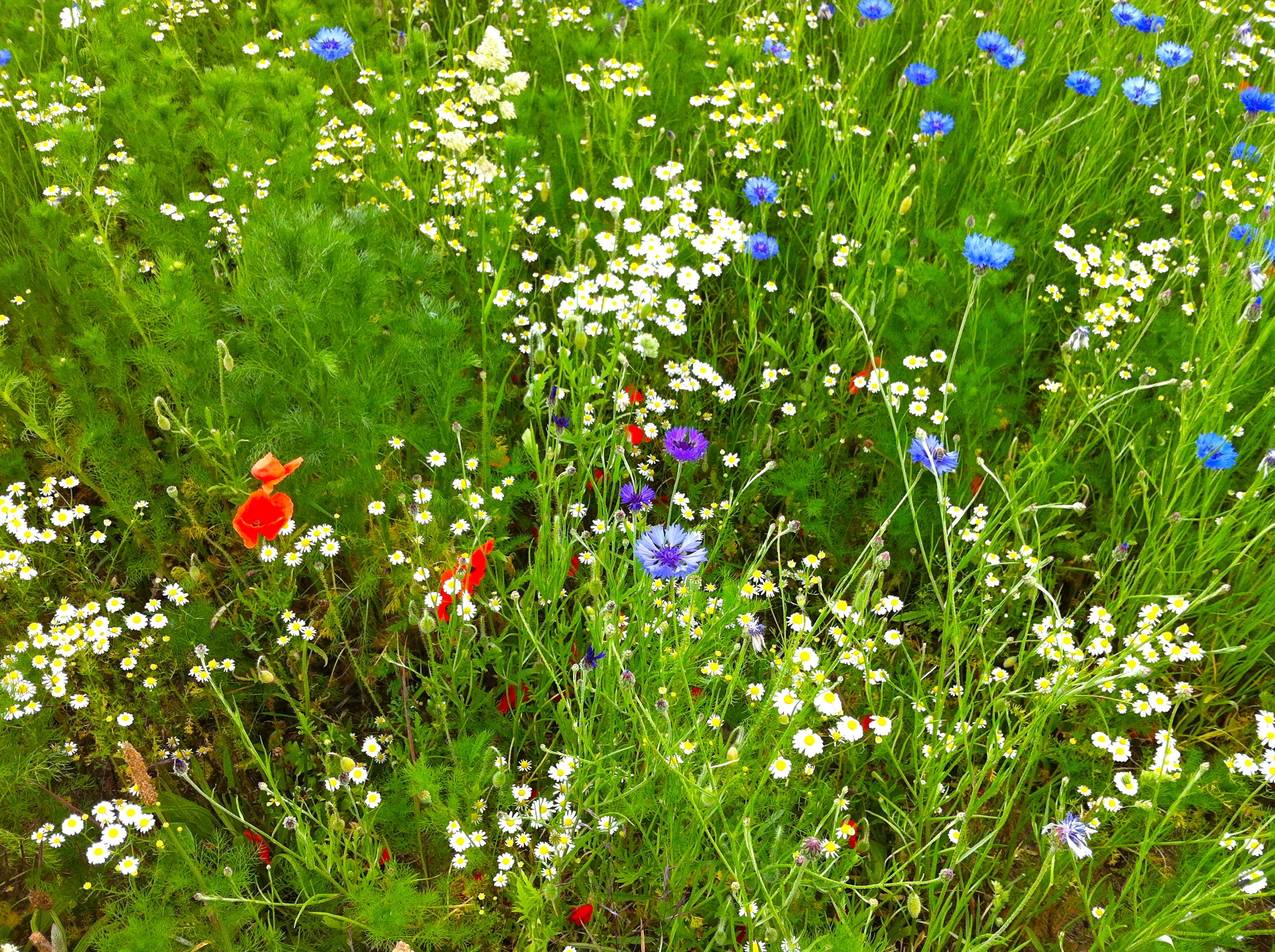 Bl�hwiese