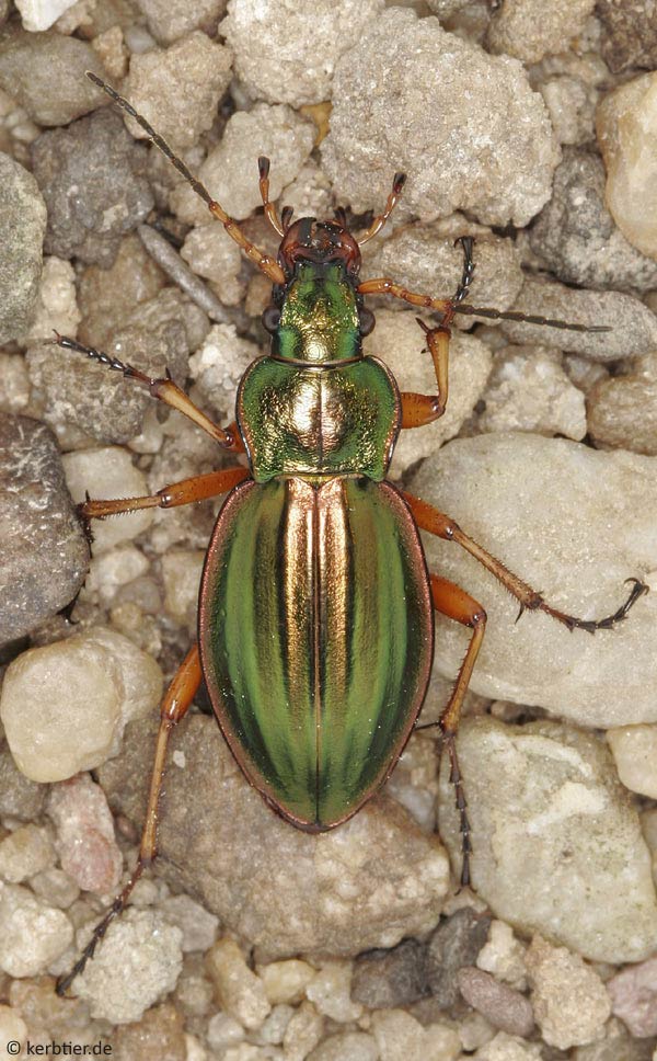 Carabus-auratus-n