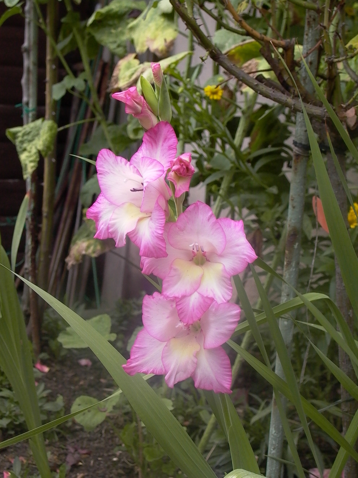 P1020454